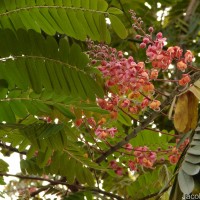 Cassia grandis L.f.